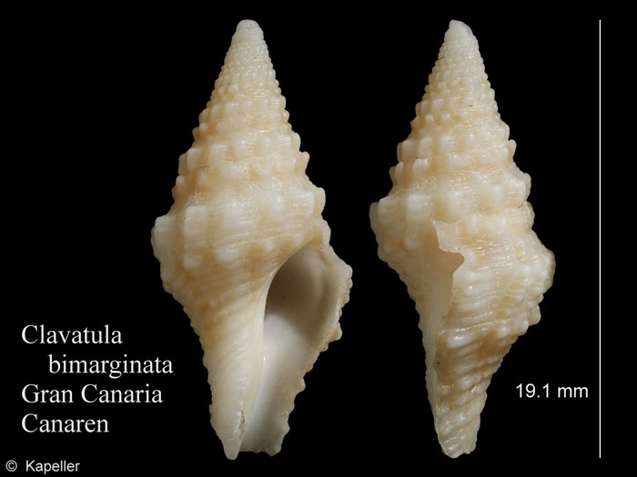 Clavatula bimarginata Clavatula bimarginata