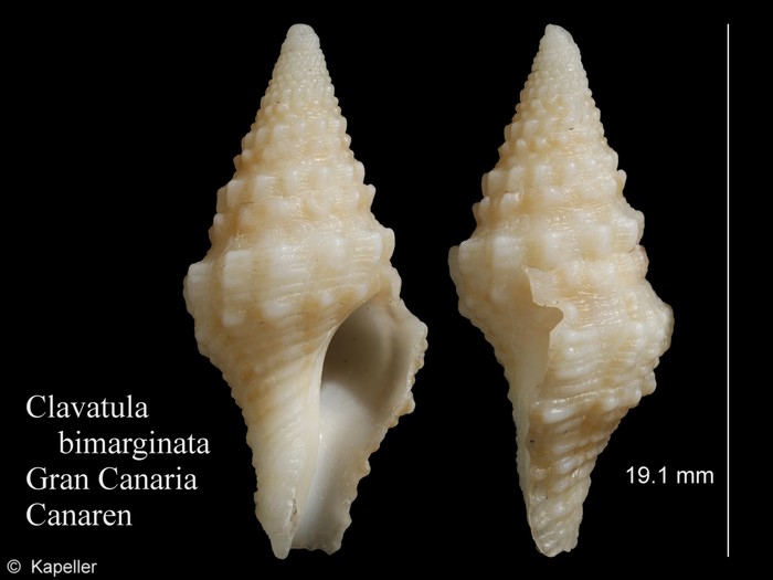 Clavatula bimarginata