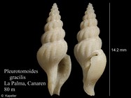 Pleurotomoides gracilis