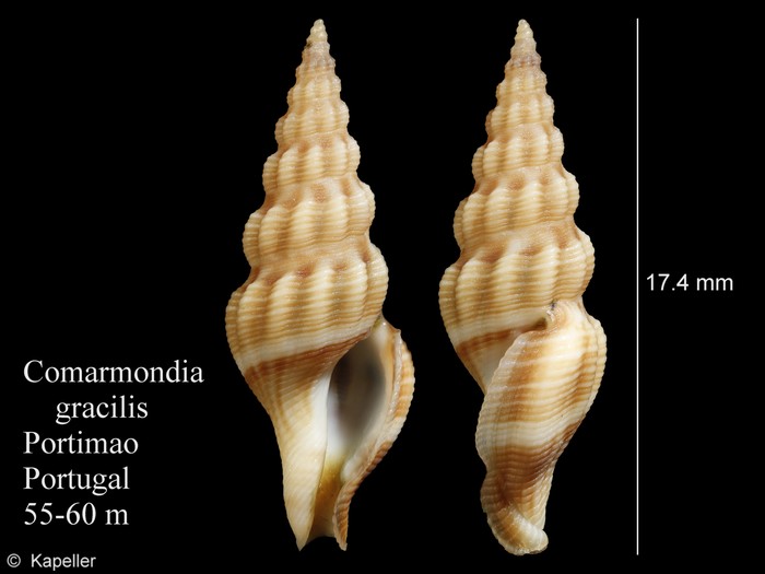 Comarmondia gracilis