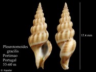Pleurotomoides gracilis