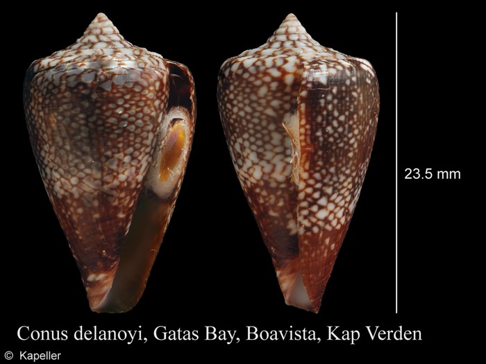 Conus delanoyae