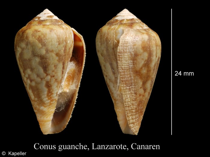 Conus guanche