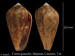 Conus guanche