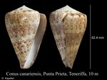 Conus canariensis