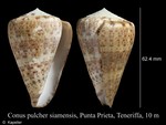 Conus pulcher