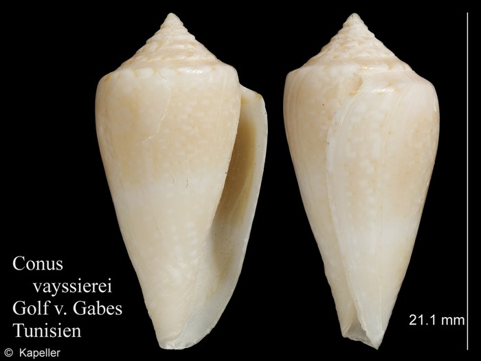 Conus vayssierei Conus vayssierei