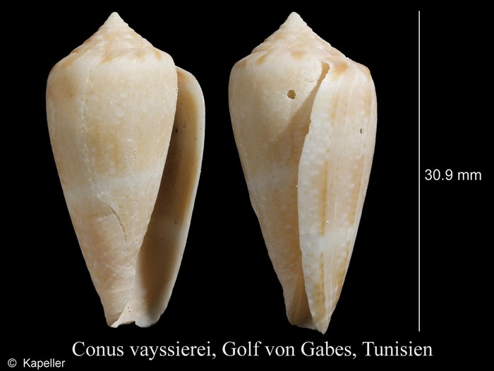 Conus vayssierei Conus vayssierei