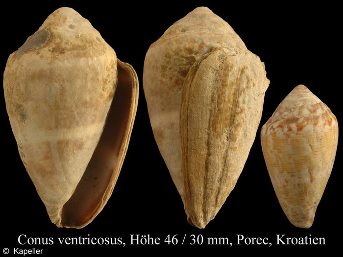 Conus ventricosus