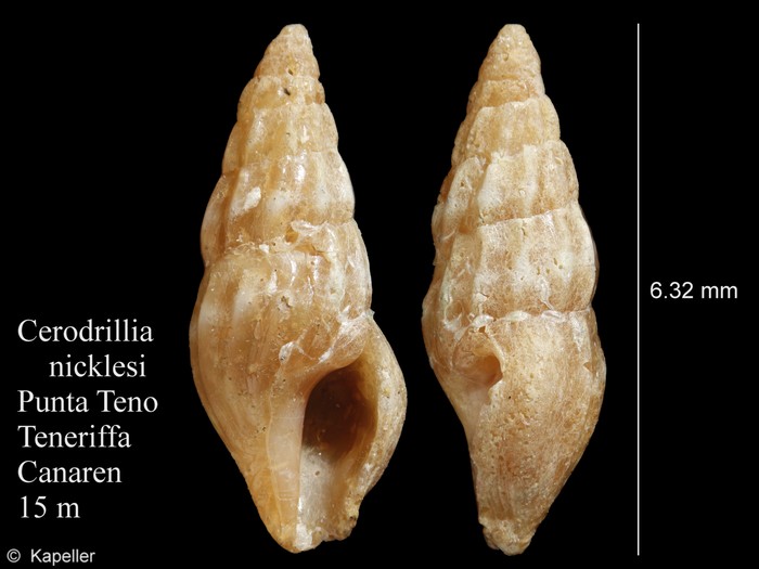 Cerodrillia nicklesi