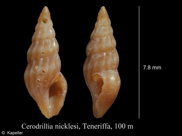 Cerodrillia nicklesi