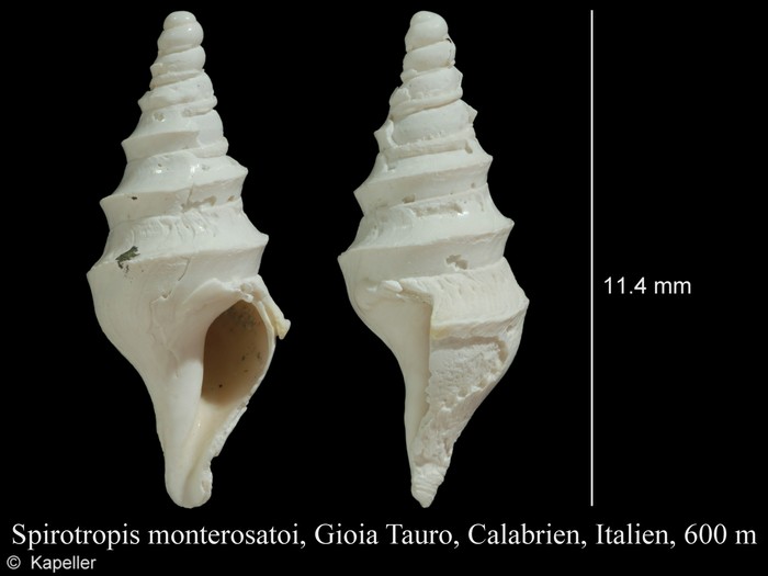 Spirotropis monterosatoi Spirotropis monterosatoi