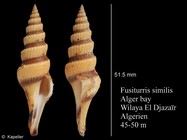 Fusiturris similis