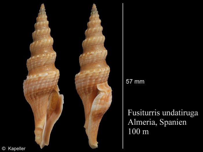 Fusiturris undatiruga Fusiturris undatiruga
