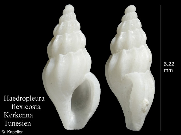 Haedropleura flexicosta