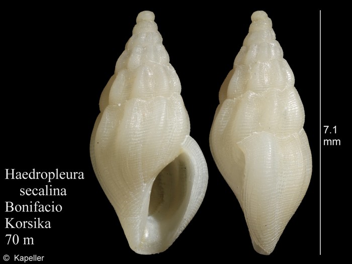 Haedropleura secalina