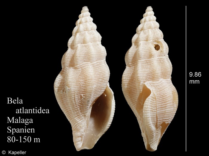 Bela atlantidea Bela atlantidea