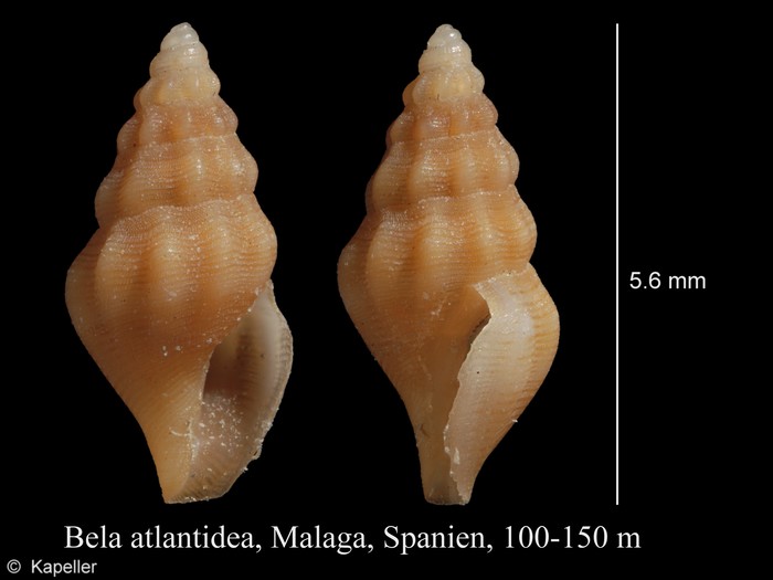Bela atlantidea Bela atlantidea