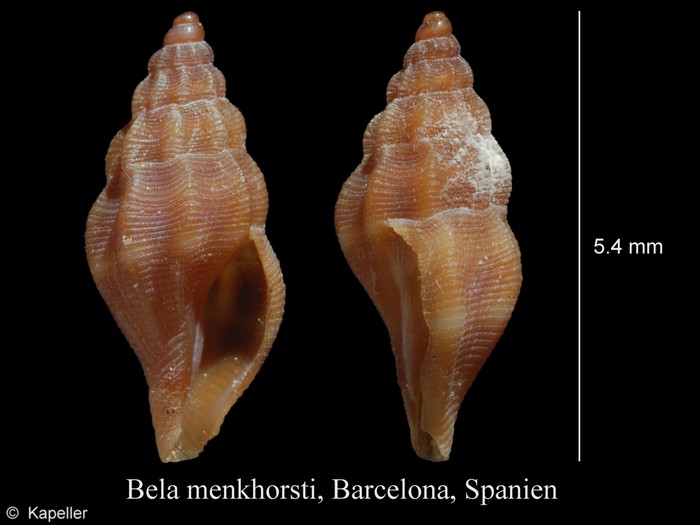 Bela menkhorsti Bela menkhorsti