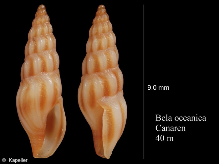 Bela oceanica Bela oceanica
