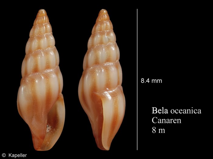 Bela oceanica Bela oceanica