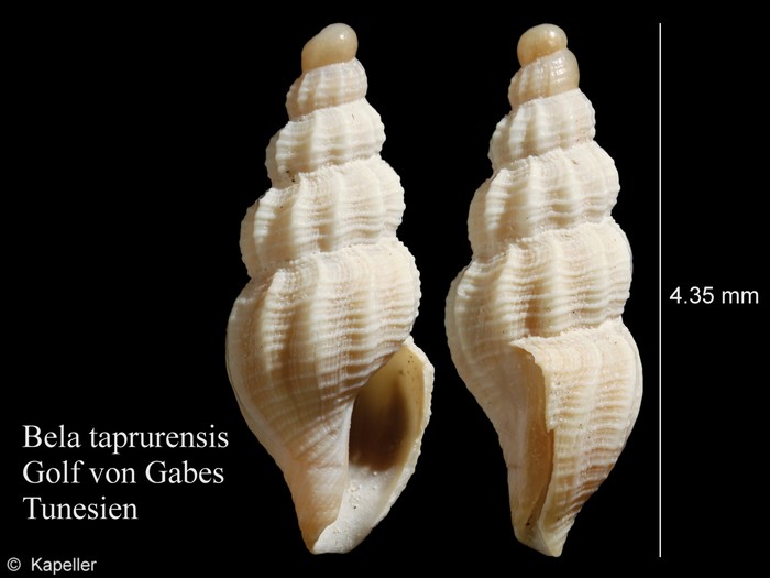 Bela taprunensis