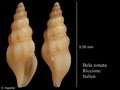 Mollusca (molluscs)