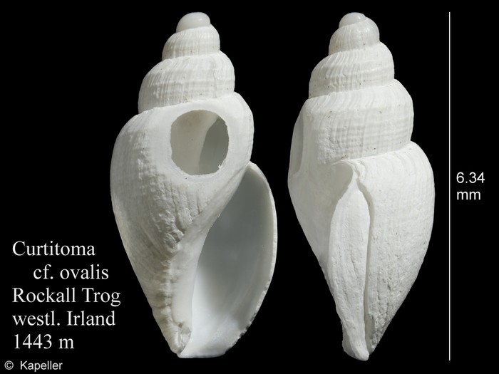 Curtitoma ovalis Curtitoma ovalis