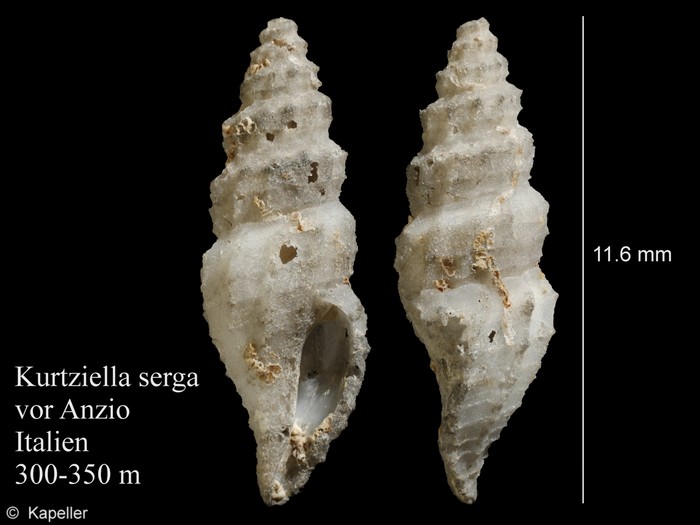 Kurtziella serga Kurtziella serga