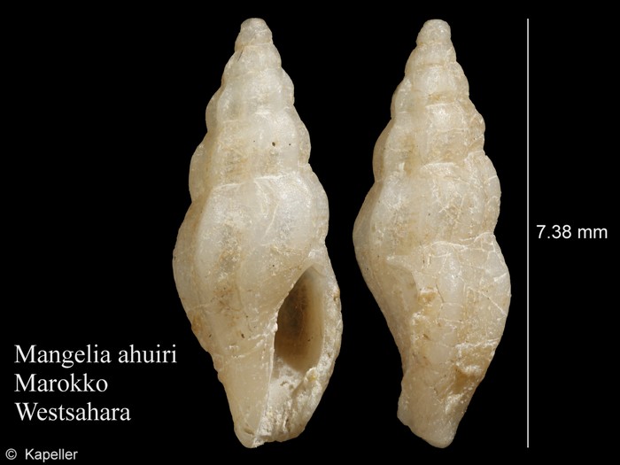 Mangelia ahuiri Mangelia ahuiri
