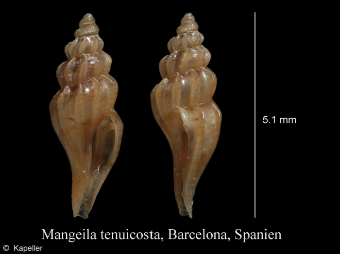 Mangelia tenuicosta Mangelia tenuicosta