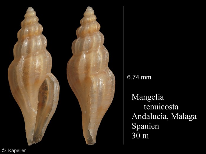 Mangelia tenuicosta Mangelia tenuicosta