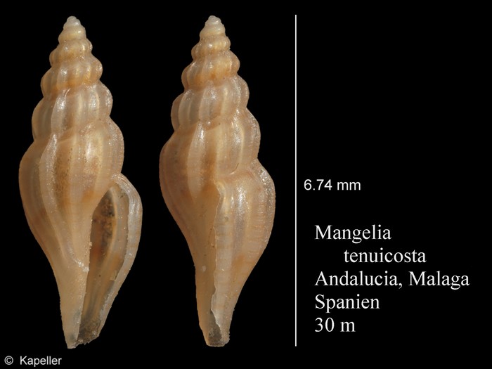 Mangelia tenuicosta