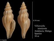 Villiersiella tenuicosta