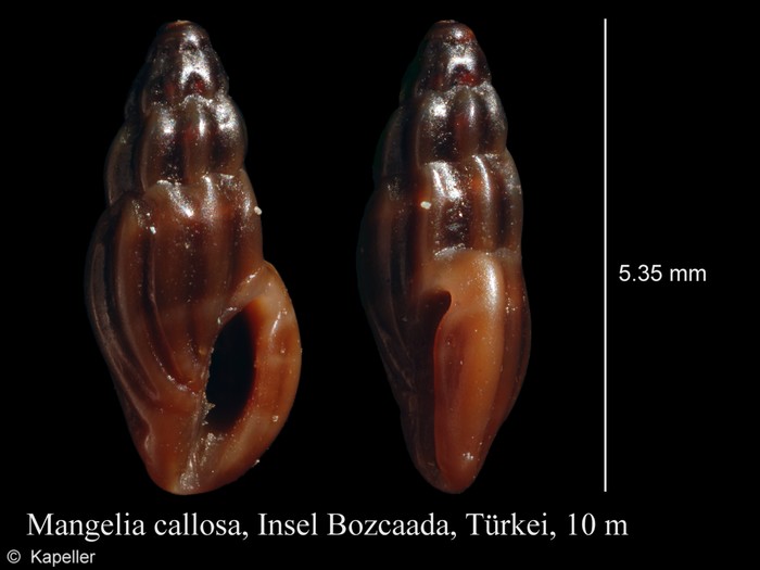 Mangelia callosa Mangelia callosa