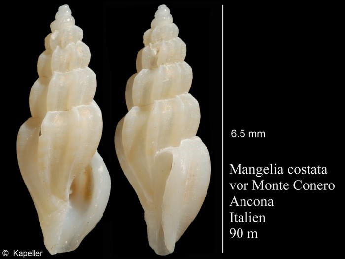 Mangelia costata