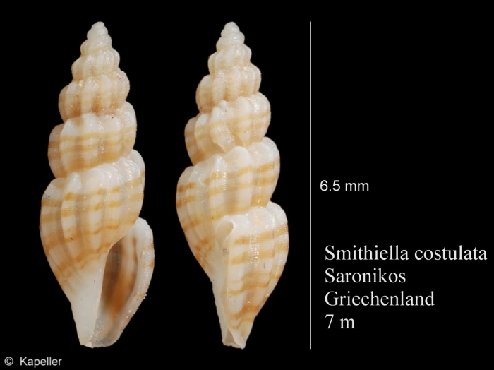 Smithiella costulata