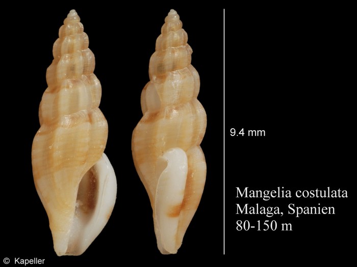 Mangelia costulata