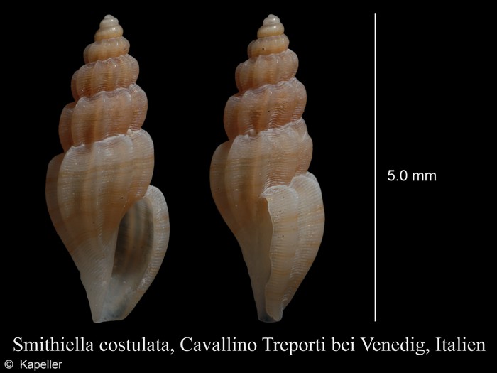 Smithiella costulata