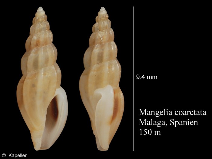 Mangelia coarctata