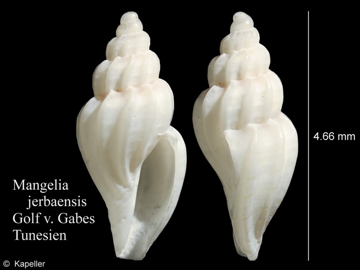 Mangelia jerbaensis