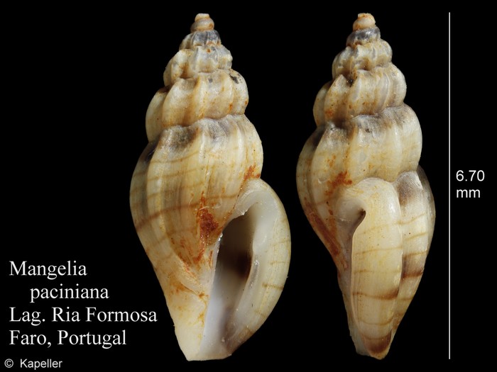 Mangelia paciniana Mangelia paciniana