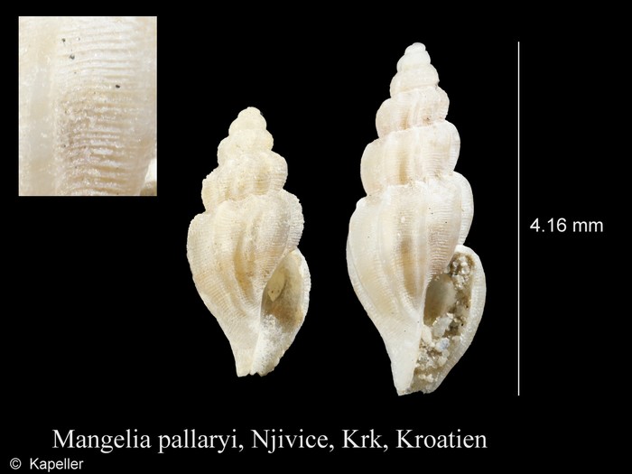 Mangelia pallaryi Mangelia pallaryi