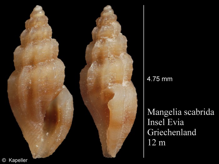 Mangelia scabrida