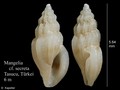 Mollusca (molluscs)