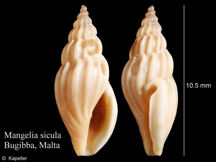 Mangelia sicula