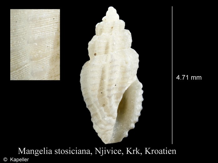 Mangelia stossiciana