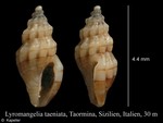 Lyromangelia taeniata