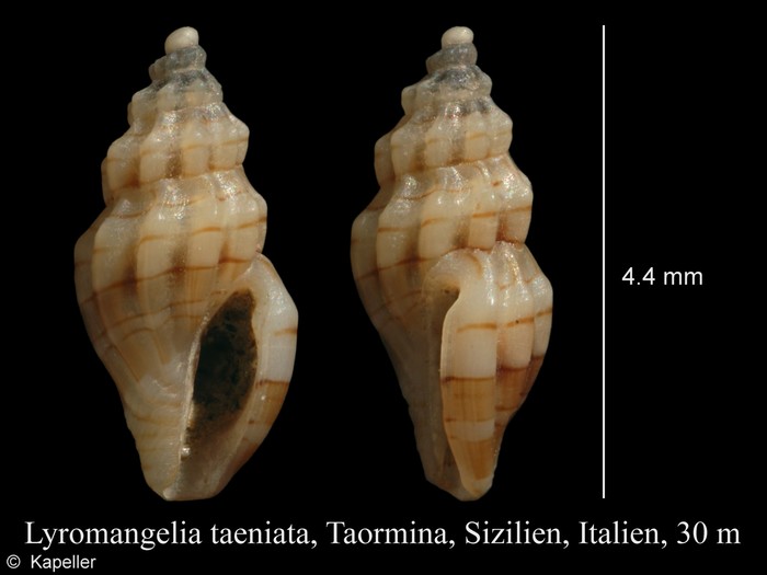 Lyromangelia taeniata