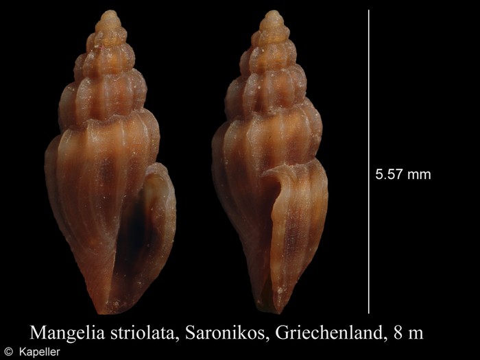 Mangelia striolata